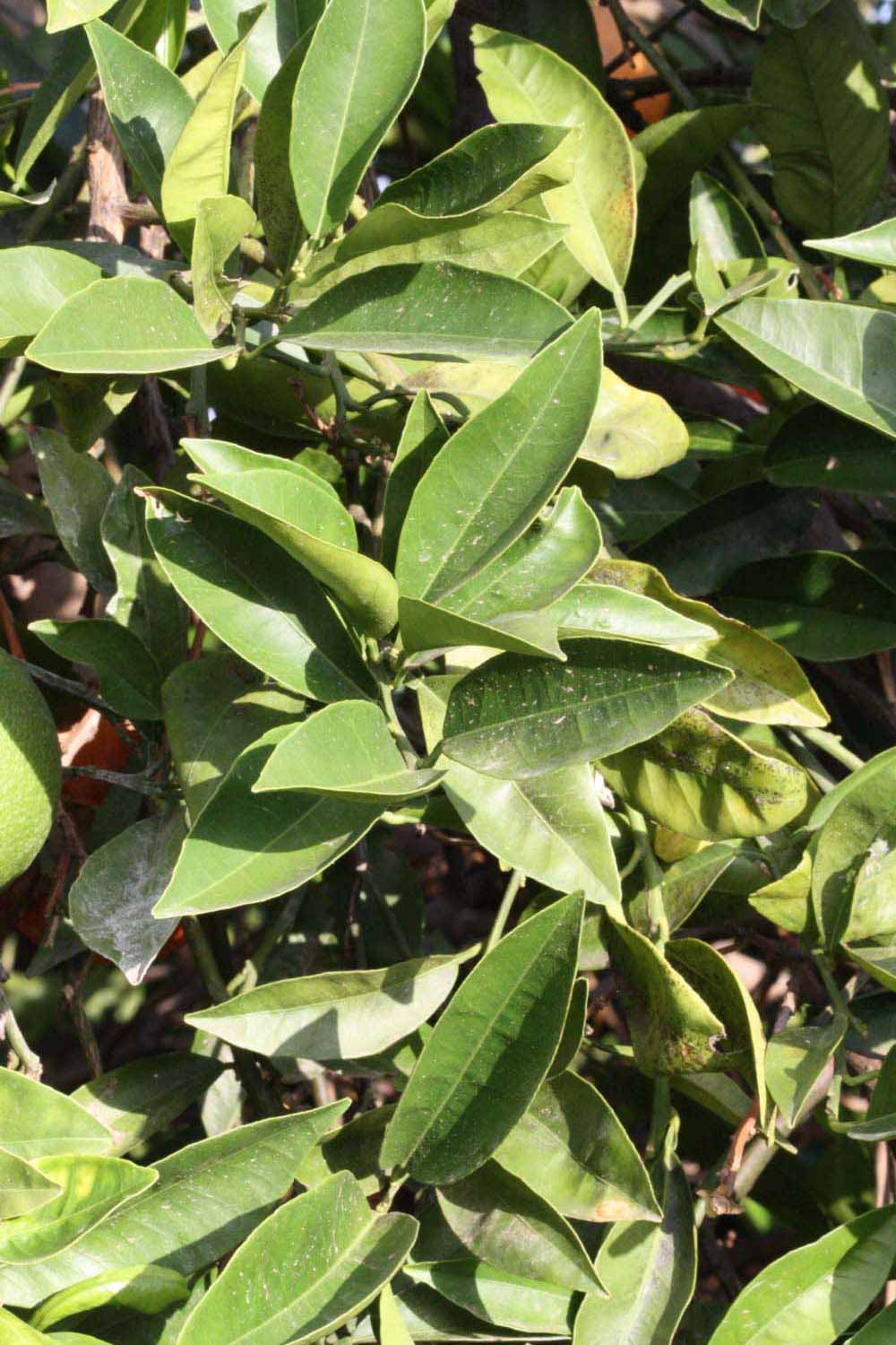              Sun leaves (Riverside, CA)       